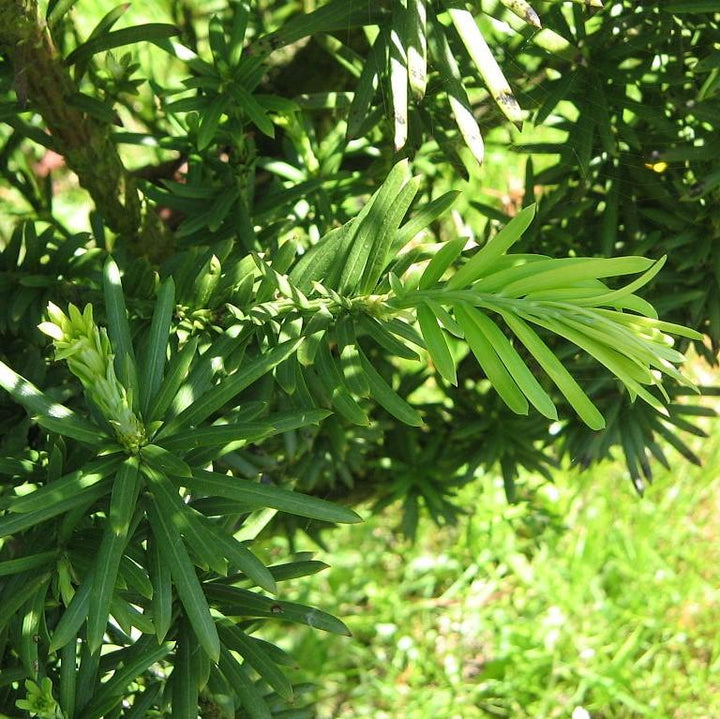 Cephalotaxus harringtonia 'Fastigiata' ~ Tejo ciruela japonés vertical