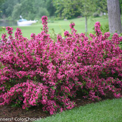 Weigela florida 'Bokrasopin' ~ Sonic Bloom® Pink Weigela