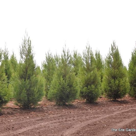 Cryptomeria japonica 'Sekkan' ~ Cedro japonés Sekkan