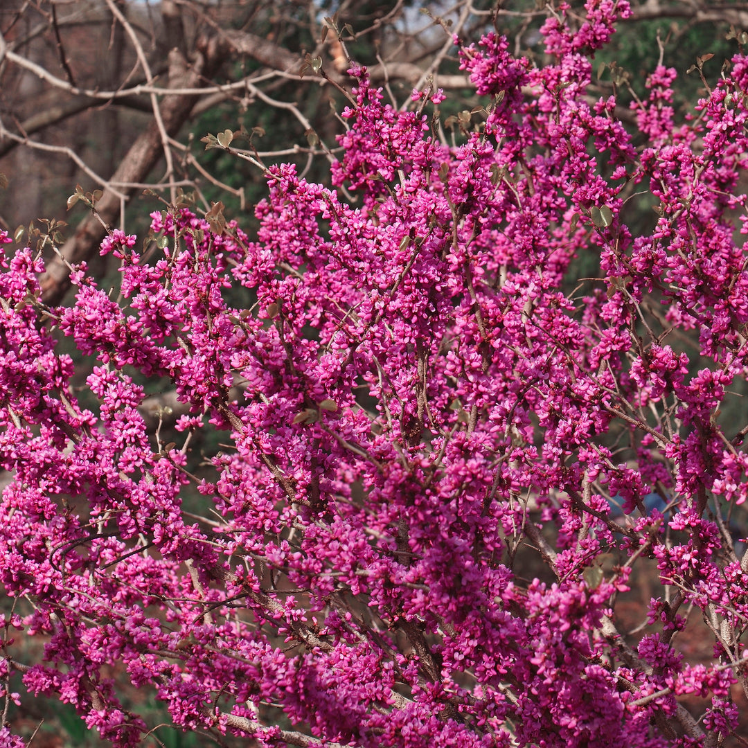 Cercis chinensis 'Don Egolf' ~ Don Egolf Chinese Redbud