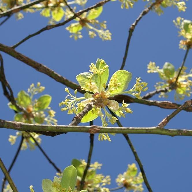 Sassafras albidum ~ Sassafras