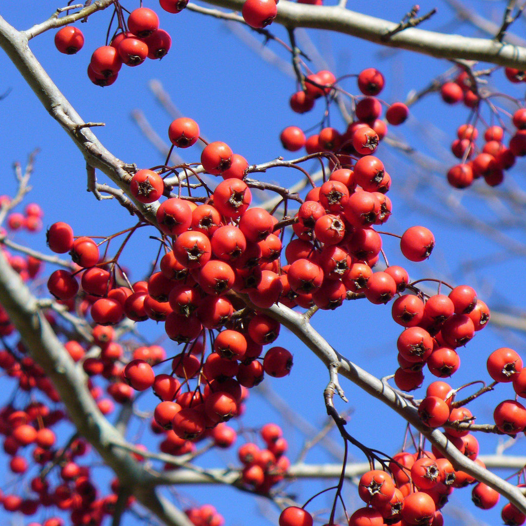 Crataegus viridis 'Winter King' ~ Winter King Green Hawthorn