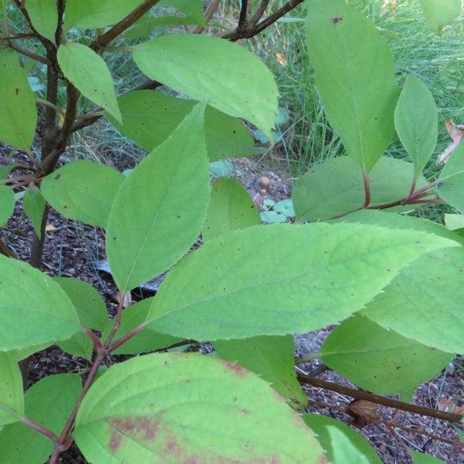 Hortensia paniculata 'Phantom' ~ Hortensia Tidal Wave™