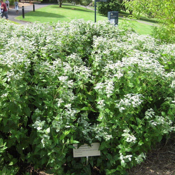 Pycnanthemum muticum ~ Mountain Mint