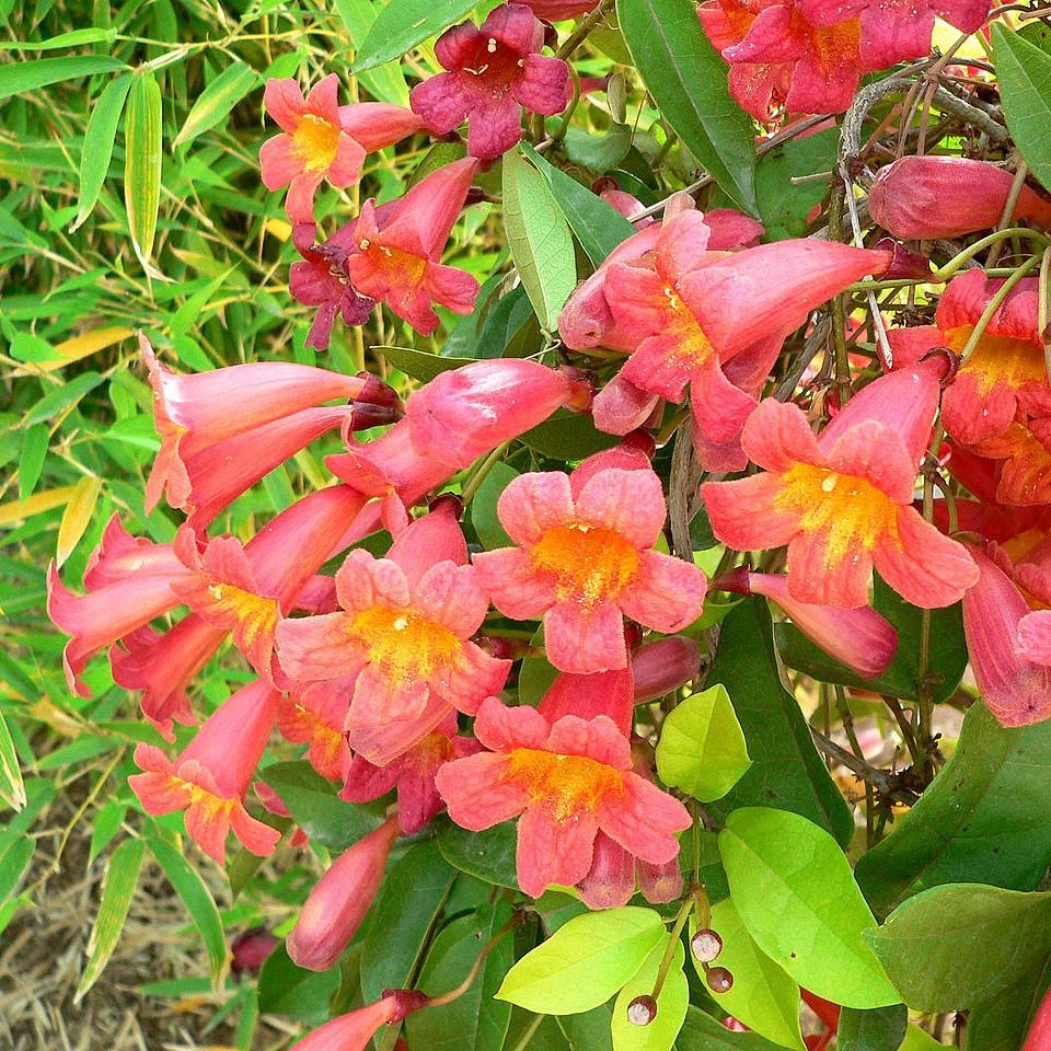 Bignonia capreolata 'Belleza mandarina' ~ Belleza mandarina Crossviine