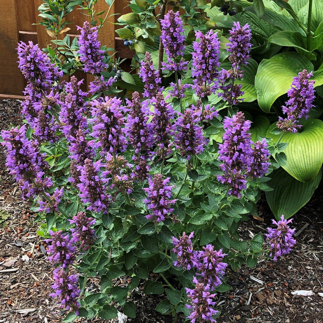 Agastache 'TNAGAPDB’ ~  Poquito™ Dark Blue Hyssop