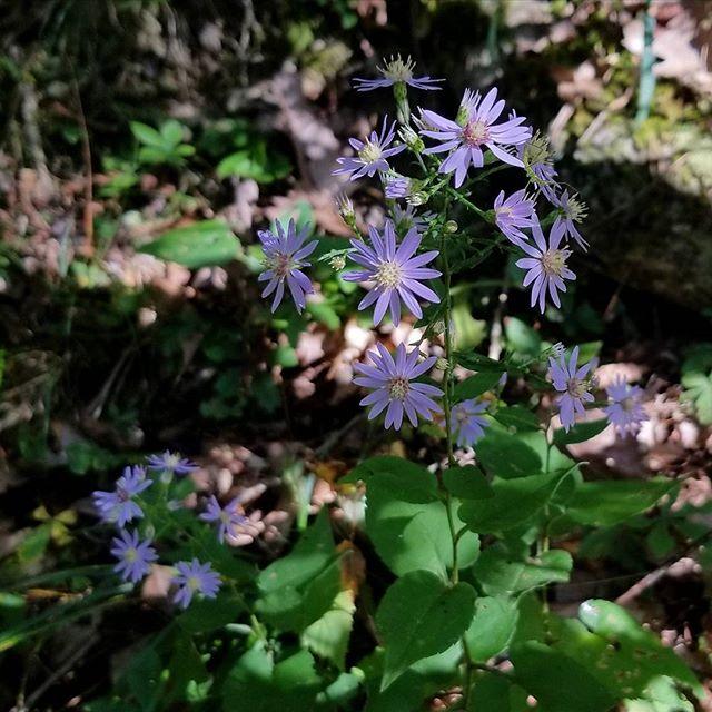 Aster cordifolius ~ Blue Wood Aster