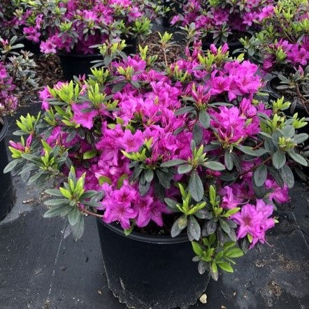 Rhododendron 'Karen' ~ Karen Azalea