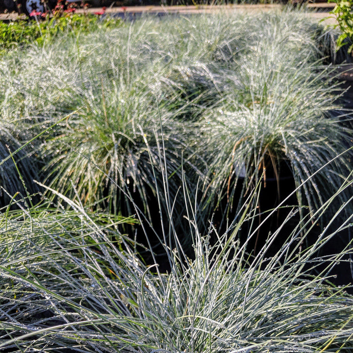 Festuca glauca 'Elijah Blue' ~ ​​Festuca Azul