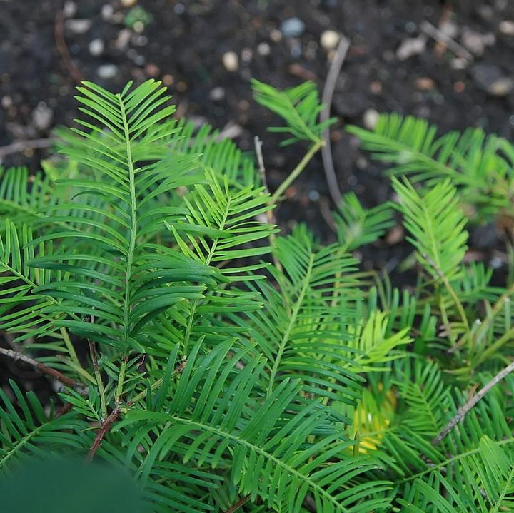 Cephalotaxus harringtonia 'Prostrata' ~ Creeping Japanese Plum Yew, Spreading Plum Yew