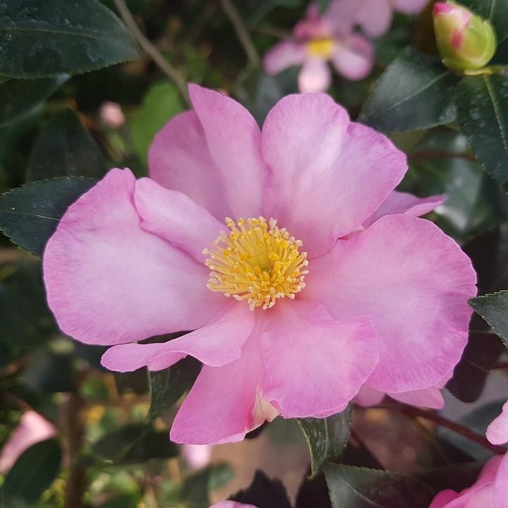 Camellia sasanqua 'Maiden's Blush' ~ Maiden's Blush Camellia