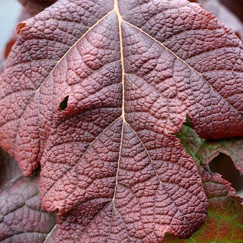 Hydrangea quercifolia 'Brother Edward' ~ Gatsby Moon® Hydrangea