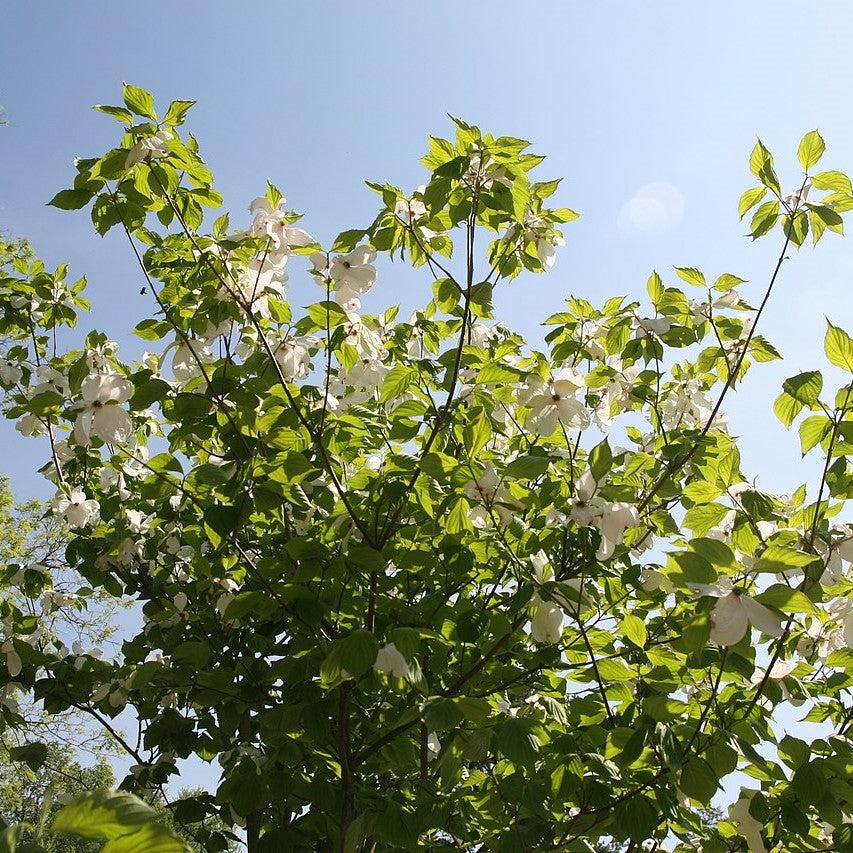 Cornus florida 'Cloud Nine' ~ Cloud Nine Dogwood