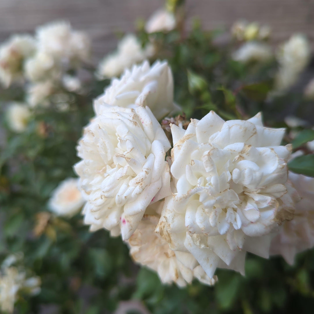 Rosa 'Meizorland' PP#28,054 ~ Rosa White Drift®