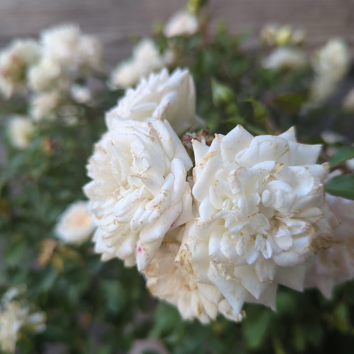 Rosa 'Meizorland’ PP#28,054 ~ White Drift® Rose