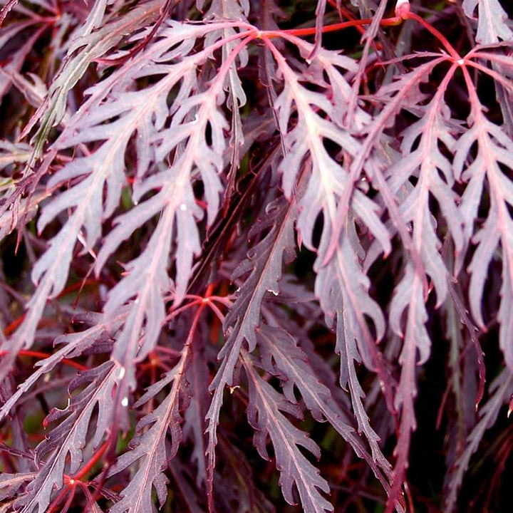 Acer palmatum var. dissectum 'Crimson Queen' ~ Crimson Queen Japanese Maple