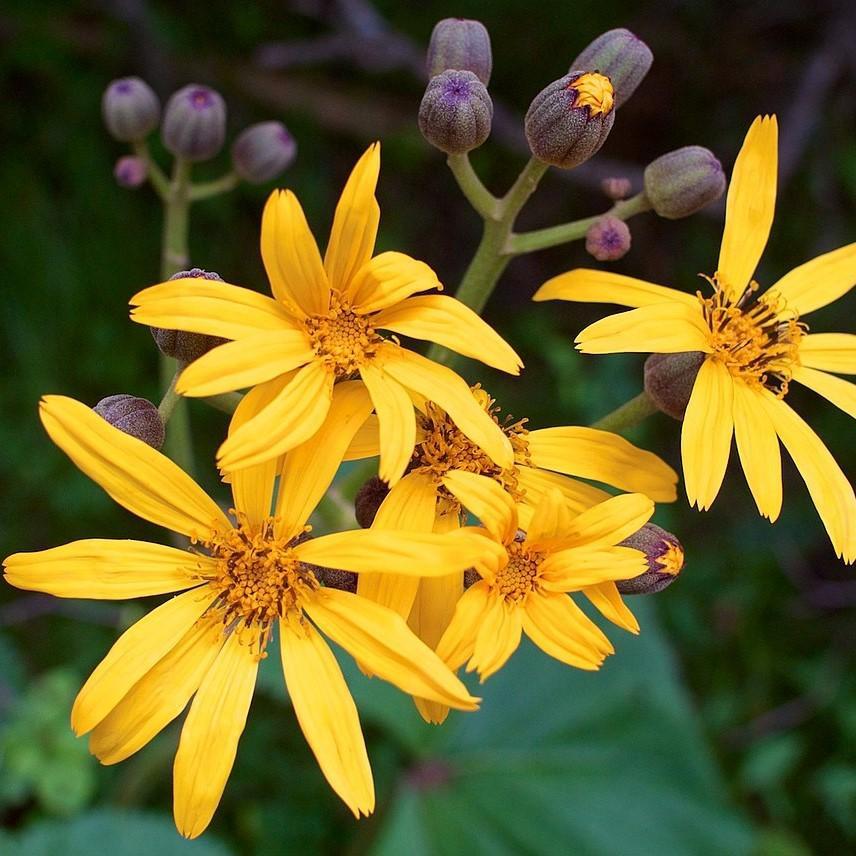 Ligularia dentata 'Othello' ~ Othello Leopard Plant