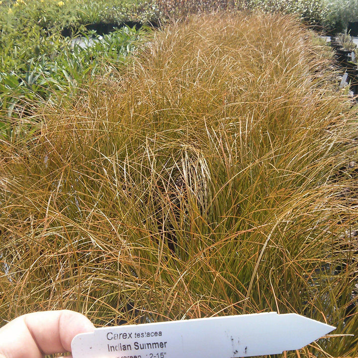 Carex testacea 'Indian Summer' ~ Prairie Fire Hair Sedge