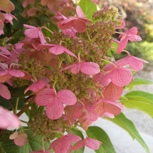 Hortensia paniculata 'Bulk' PP16,812 ~ Hortensia Quick Fire®