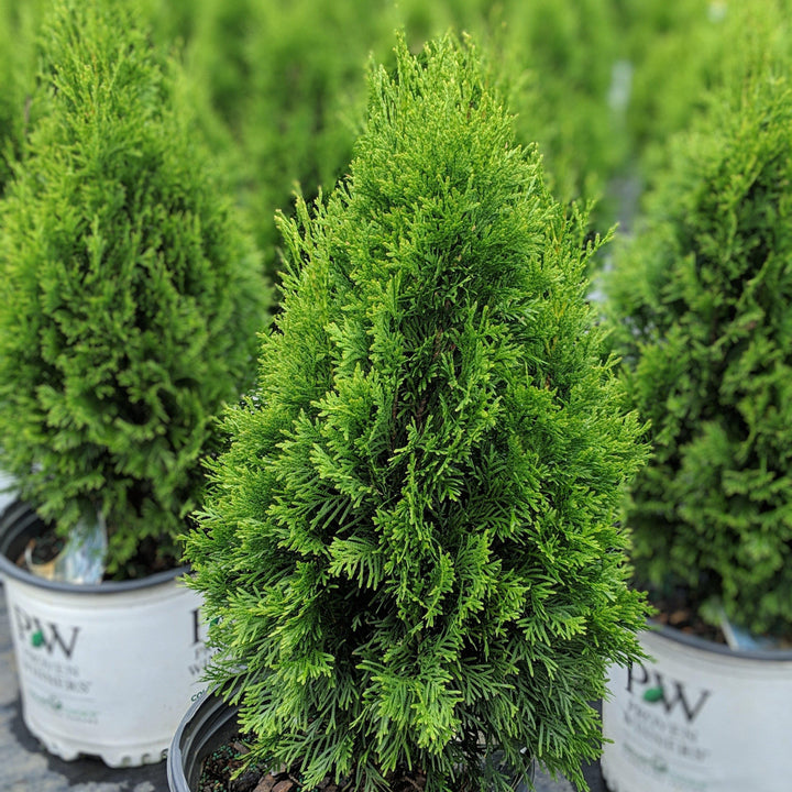 Thuja occidentalis 'Art Boe' PP22,174 ~ North Pole® Arborvitae