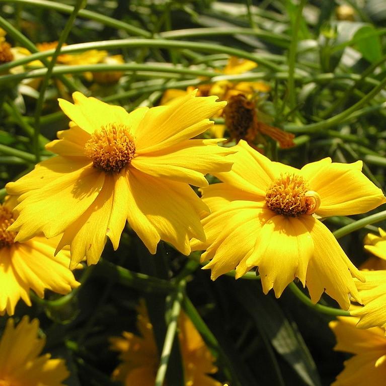 Coreopsis x 'Citrine' ~ Citrine Tickseed