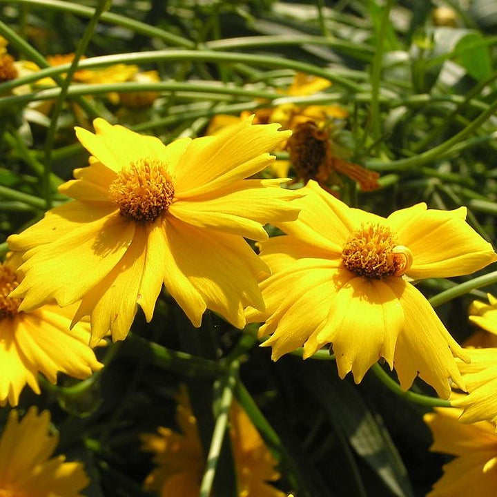 Coreopsis x 'Citrine' ~ Citrine Tickseed