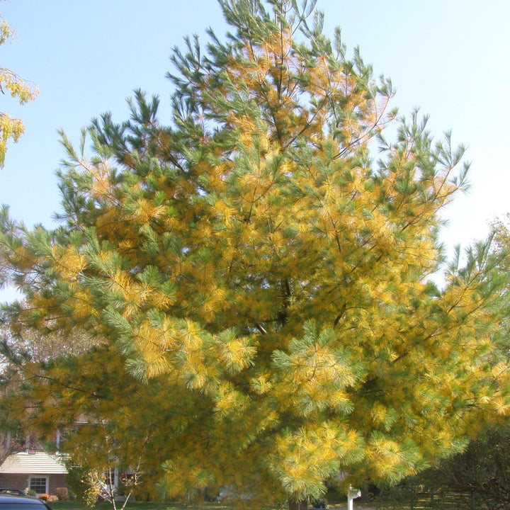 Pinus strobus ~ Pino blanco