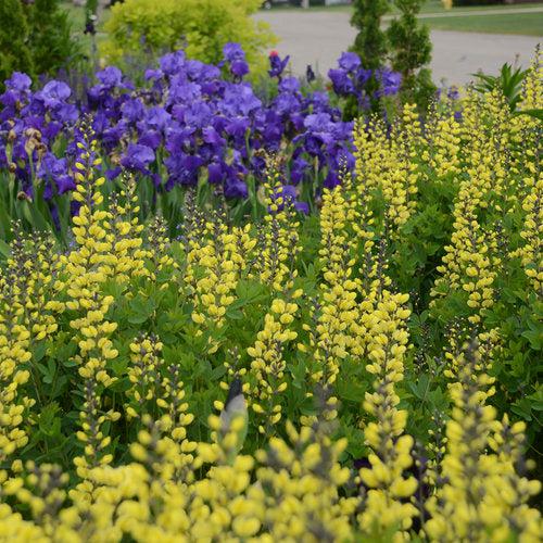 Baptisia 'Lemon Meringue' ~ Decadence® Lemon Meringue Baptisia