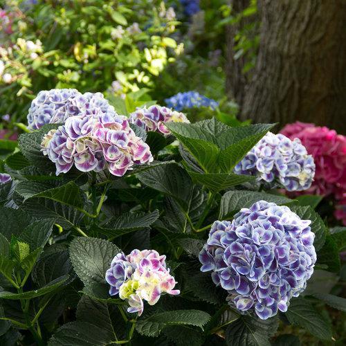 Hydrangea macrophylla 'Ramars' ~ Cityline® Mars Hydrangea