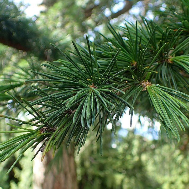 Cedrus deodara 'Bill's Blue' ~ ​​Cedro deodar azul de Bill