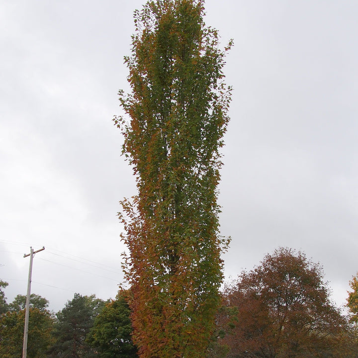 Acer rubrum 'Armstrong' ~ Armstrong Red Maple