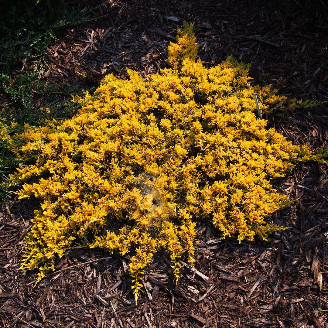 Juniperus horizontalis 'Mother Lode' ~ Mother Lode Creeping Juniper