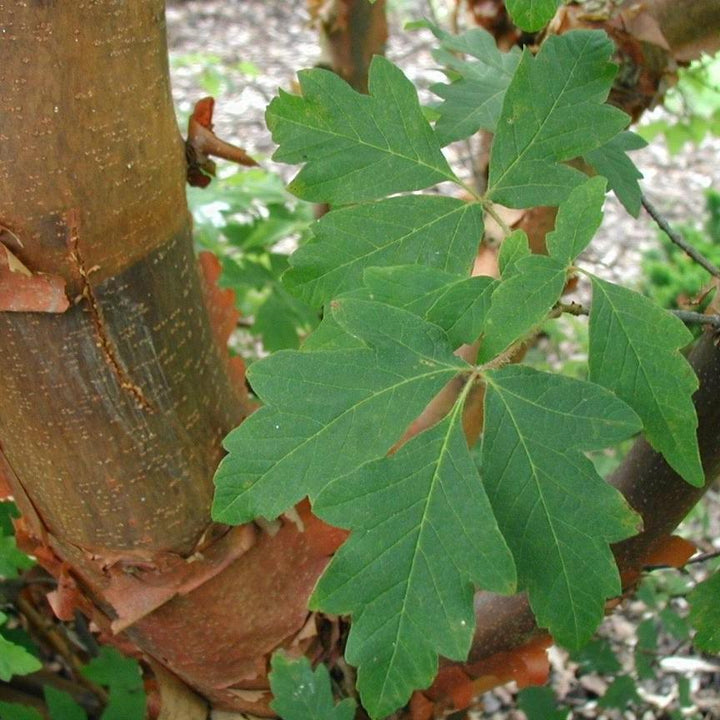 Acer griseum ~ Paperbark Maple