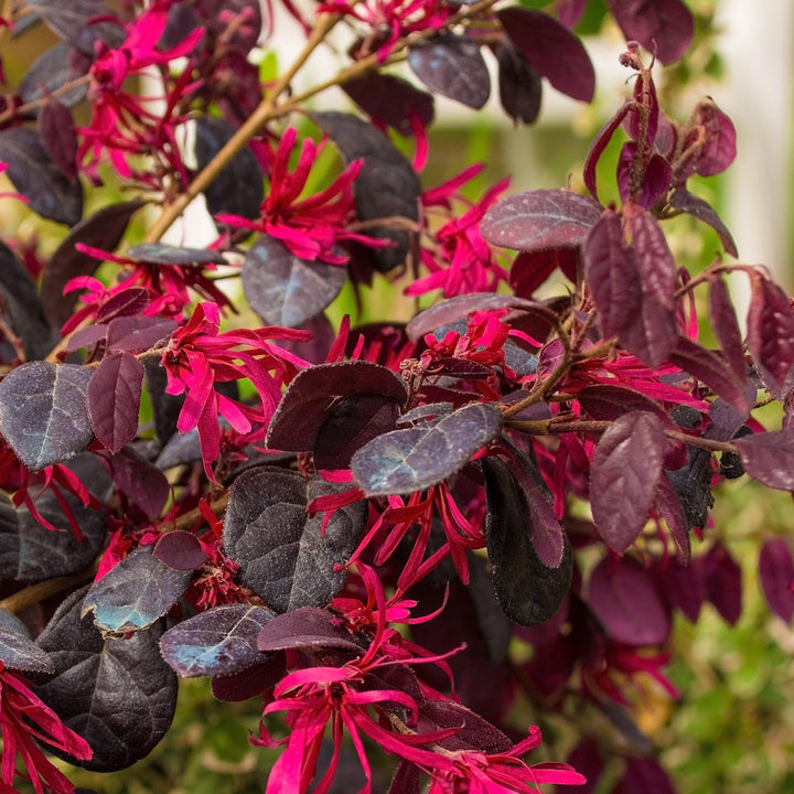 Loropetalum chinense 'Shang-Red' ~ Flor con flecos Red Diamond®