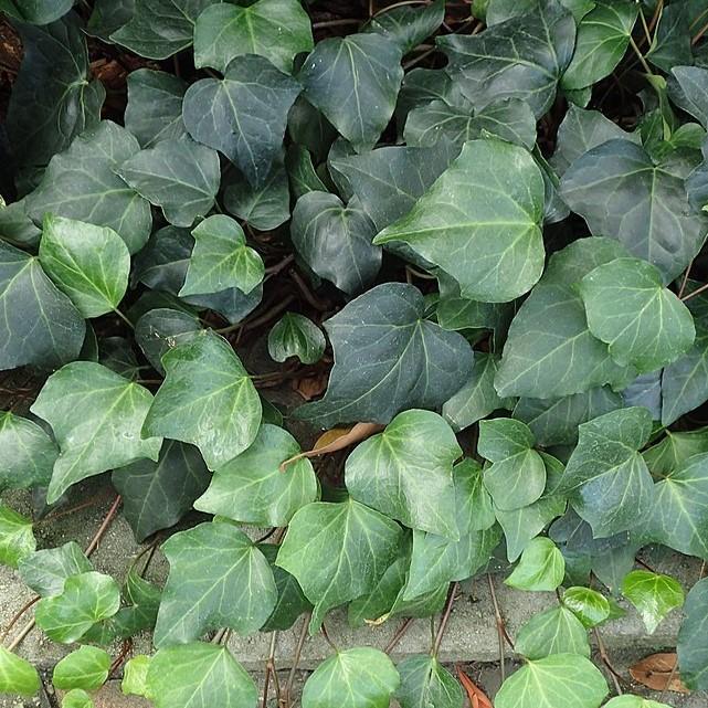 Hedera algeriensis ~ Algerian Ivy