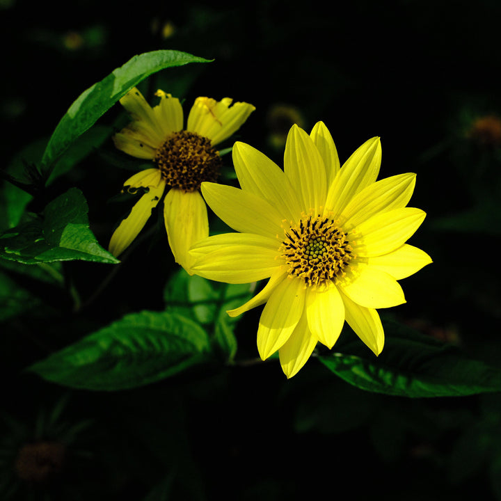 Helianthus annuus 'Lemon Queen' ~ Lemon Queen Sunflower