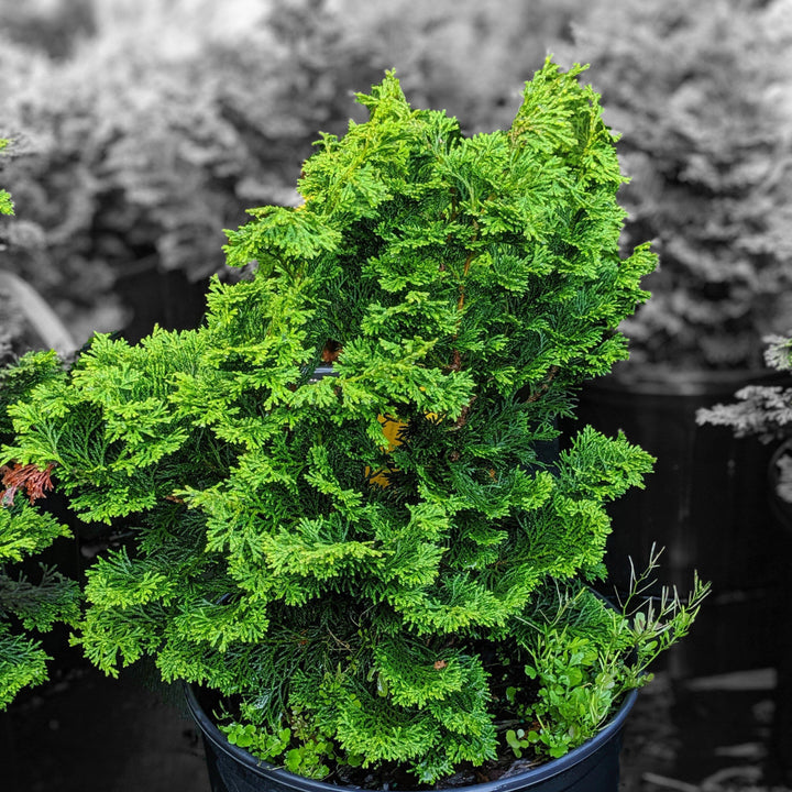 Chamaecyparis obtusa 'Gracilis' ~ Slender Hinoki False Cypress