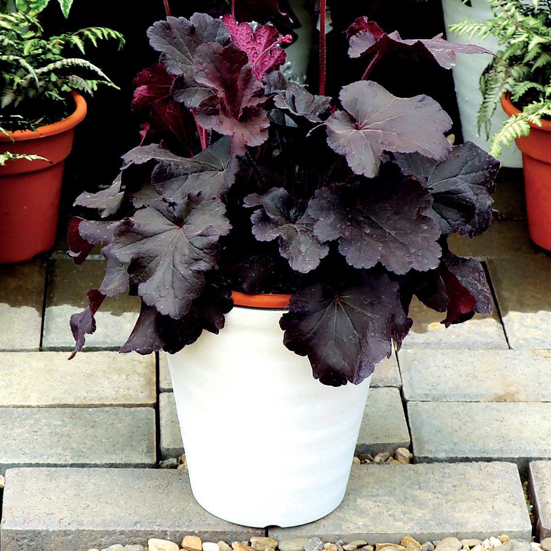 Heuchera 'TNHEUNEB' ~ Northern Exposure™ Black Heuchera