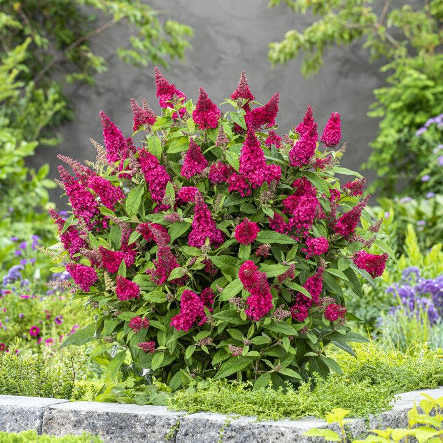 Buddleia davidii 'BotEx 006' PP34500 ~ Arbusto de mariposa Butterfly Candy™ Li'l Raspberry™