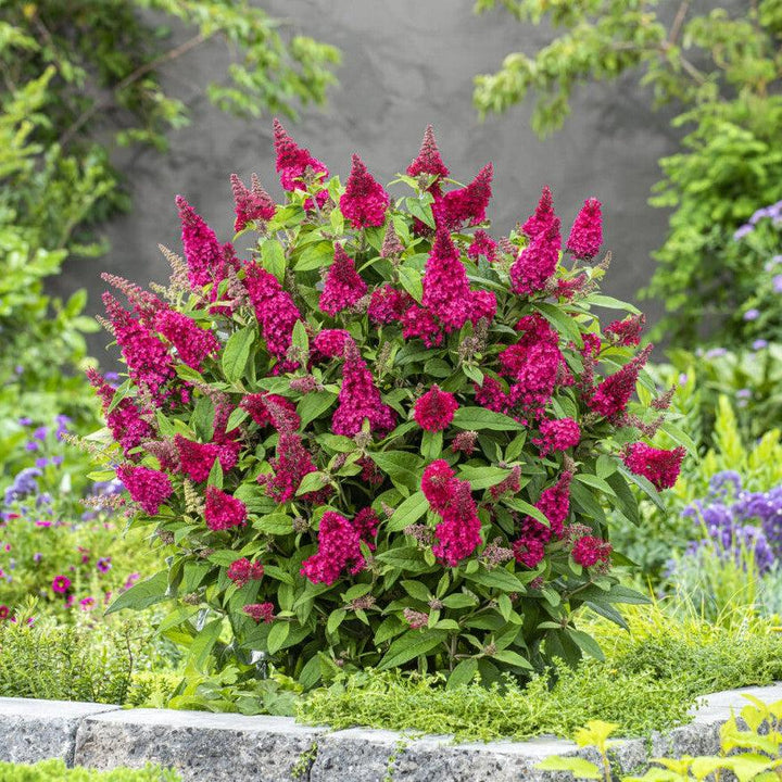 Buddleia davidii 'BotEx 006' PP34500 ~ Arbusto de mariposa Butterfly Candy™ Li'l Raspberry™