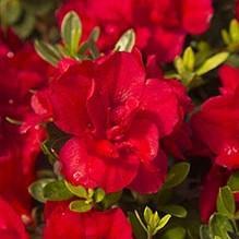 Rododendro 'Robleza' ~ Encore® Autumn Bonfire™ Azalea