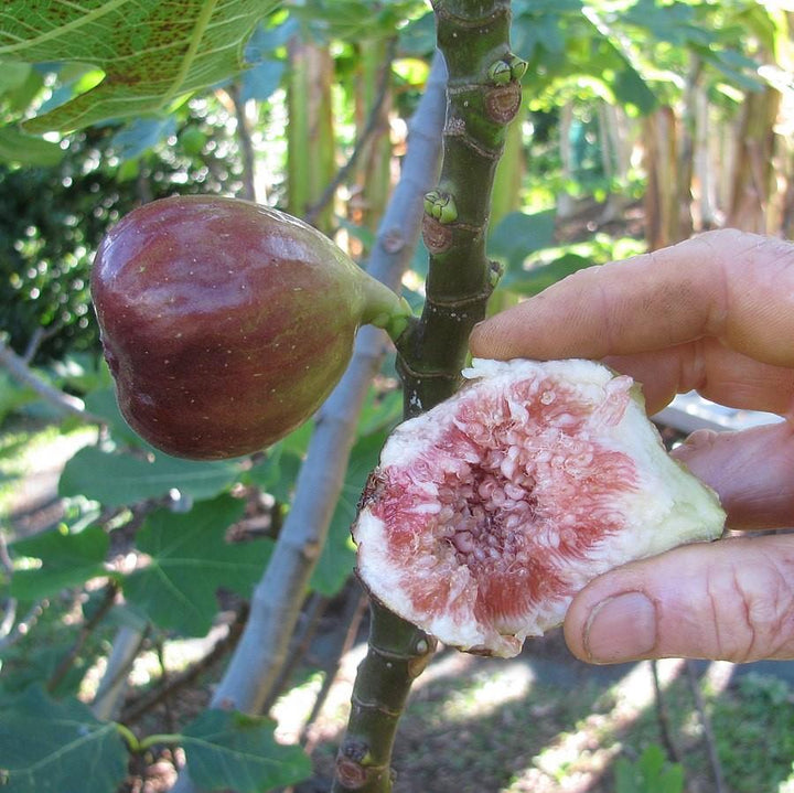 Ficus carica 'Brown Turkey' ~ Brown Turkey Fig