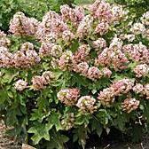 Hydrangea quercifolia 'Munchkin' ~ Munchkin Hydrangea