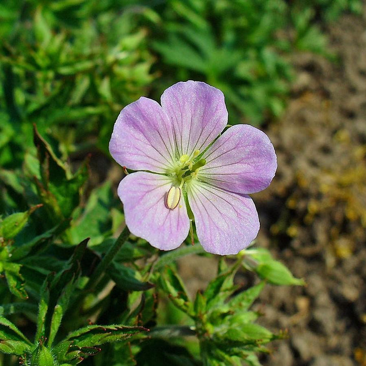 Geranium maculatum ~ Wild Cranesbill