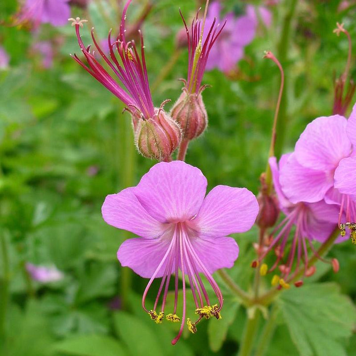 Geranium macrorrhizum 'Bevan's Variety' ~ Bevan's Variety Bigroot Cranesbill