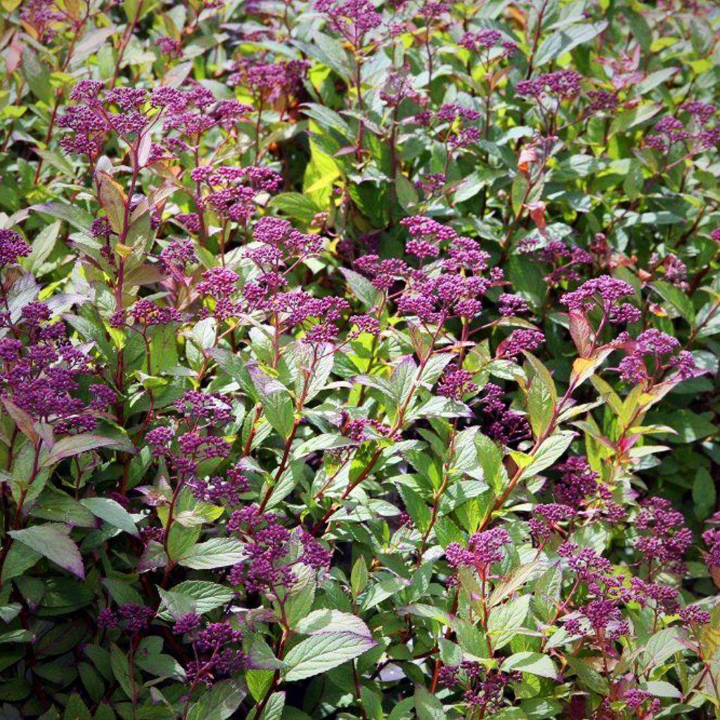 Spiraea japonica 'Anthony Waterer' ~ Anthony Waterer Spirea