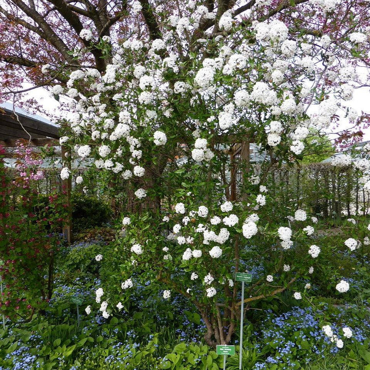 Viburnum x burkwoodii ~ Burkwood Viburnum