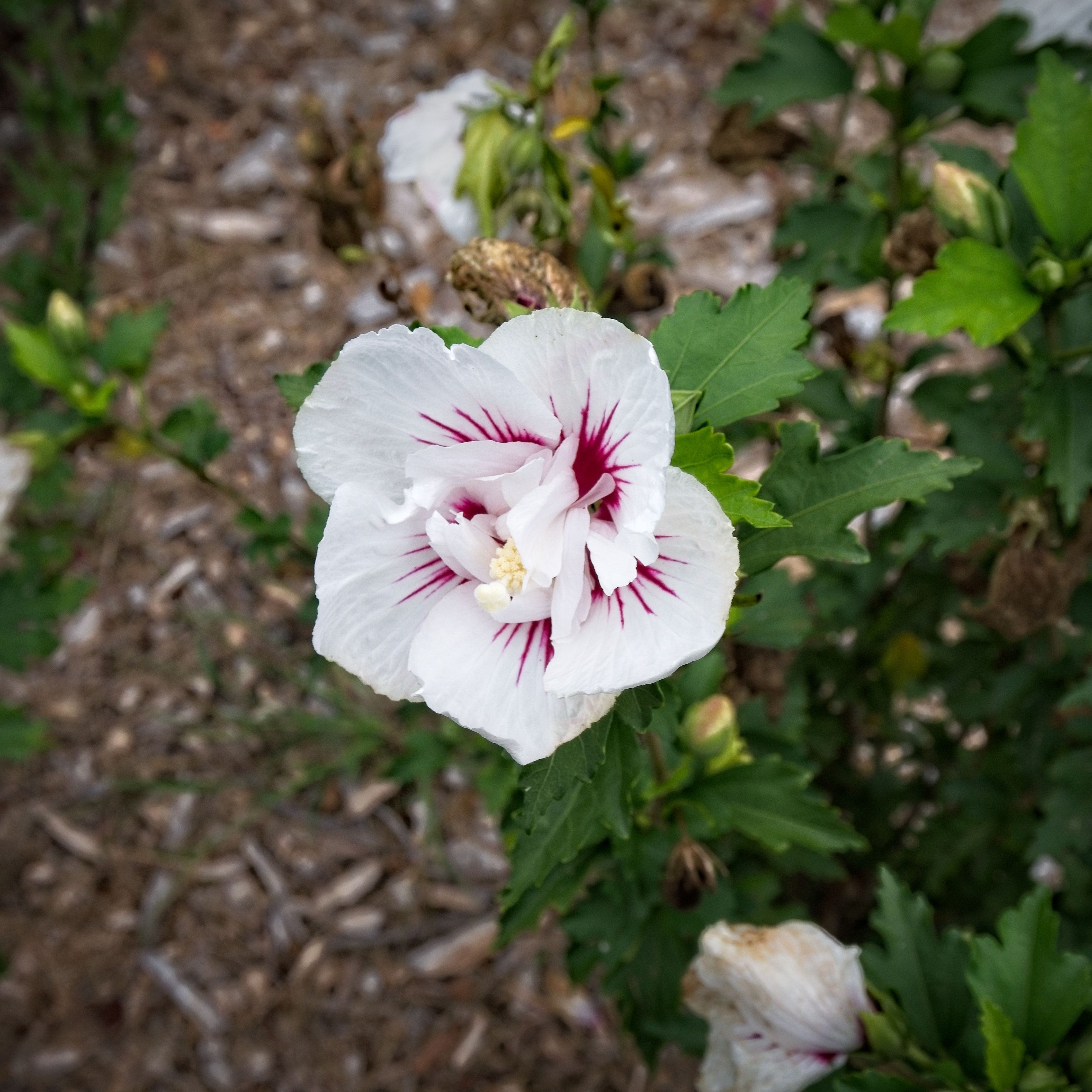 Hibiscus syriacus 'MINFREN' ~ Bali™ Hibiscus – JTSOP Farms