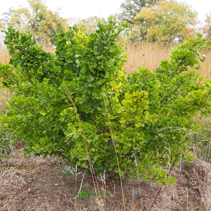 Ginkgo biloba 'Jade Butterfly' ~ Jade Butterfly Ginkgo