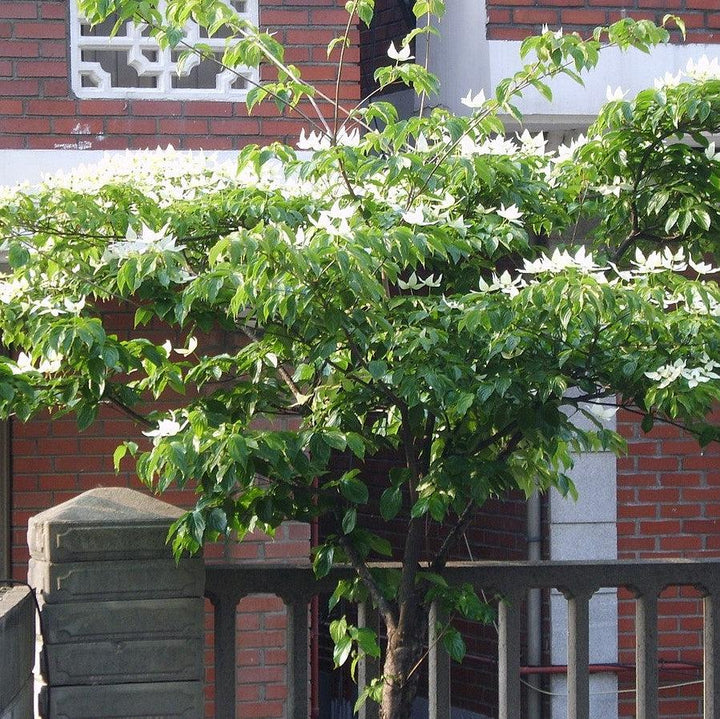 Cornus kousa ~ Cornejo Kousa